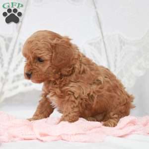 Macy, Toy Poodle Puppy
